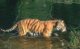 tigre_nou.png [90Ko]